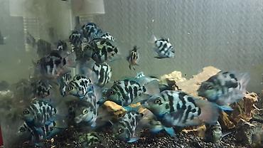 akvarium balıq novləri: Sülhsevər — 3