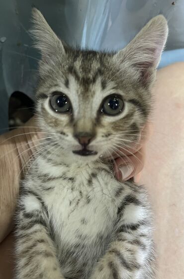 кошка домашний: 1 айлык, Эркек, Аргын, Лотокко барууга үйрөтүлгөн, Курттардан тазаланган