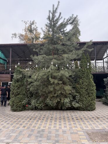 букет из бабочек как сделать: Үй жана бакча үчүн декор, Өзү алып кетүү