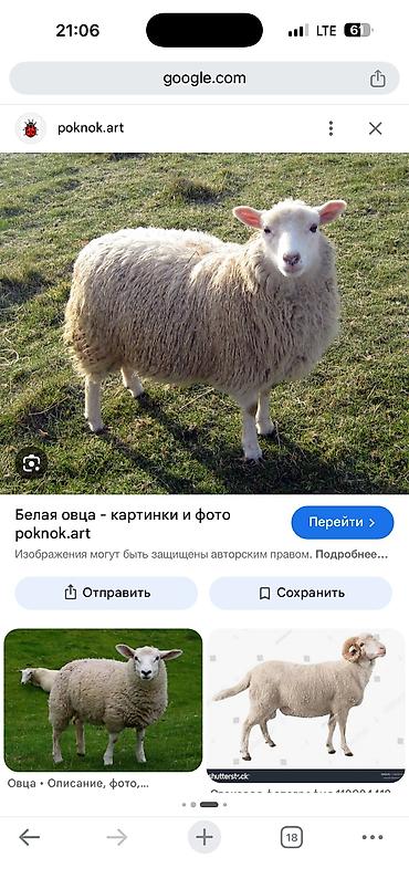 щенки белгийскоц овчарки: Меринос ак жун алам полутонкий — 1