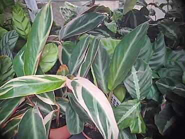 moringa cena: Calathea Stromanthe, lepa, kvalitetna biljka — 2