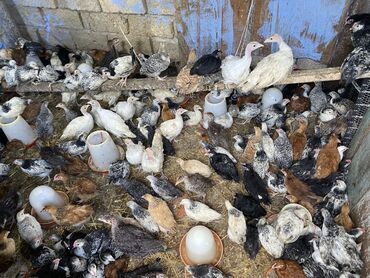 Toyuqlar: Satılır durçinka,serbilis,hündüşka -da lalafo.az — 2 Toyuqlar: Satılır durçinka,serbilis,hündüşka — 2