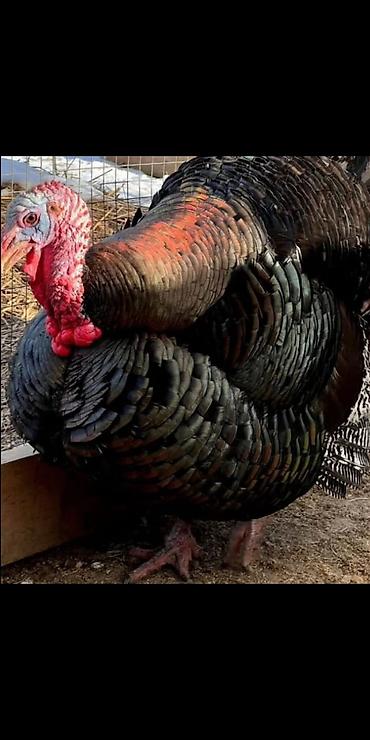 Двуспальные кровати: Кровать двух спальная светлая новая диван новый, холодильник — 8