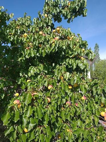 Продажа коттеджей и домов: Срочно продается 2- х этажный пансионат со всем имуществом на ЮЖНОМ — 13