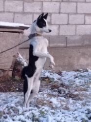 купить рабочую охотничью собаку: Лайка, 9 айлык, Ургаачы, Эмделген