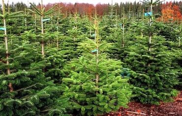 Декоративные деревья: Саженцы деревьев: Туи — 27