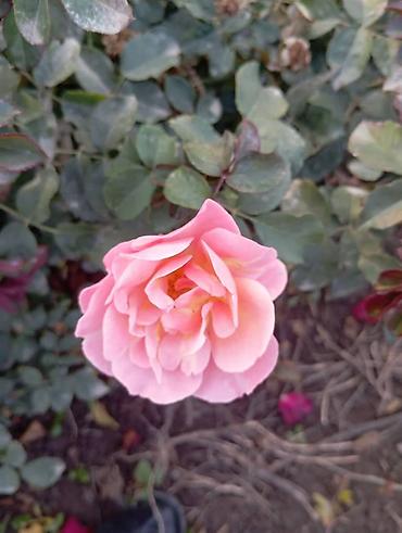 Другие садовые цветы и кустарники: Саженцы садовых роз и хризантем - Розы чайно-гибридные/флорибунда — 6