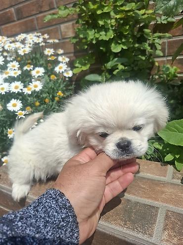 İtlər: Pekines, 3 ay, Erkek, Peyvəndli, Pulsuz çatdırılma — 12
