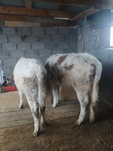 Коровы, быки: Продаю | Тёлка | Полукровка | На откорм | Привязанные — 4