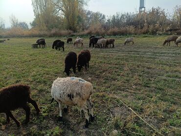 чипы для животных: Сатам | Козу