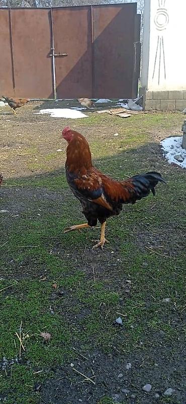 Куры, петухи: Продаю | Петух | Домашняя | На забой — 1