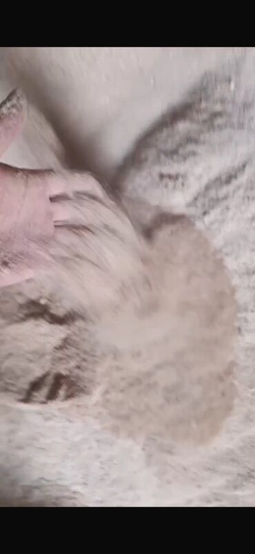 зерновой кофе бишкек: Продаются отруби пшеничные, в мешках