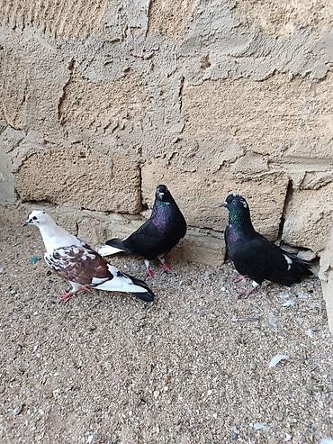 ucuz toyuq satisi: Təmiz qara ağquyruq hazır cüt quşlar bir yerdə satılır cavan qızğın — 6