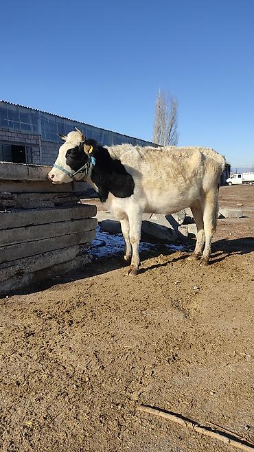 Коровы, быки: Продаю | Корова (самка) | Для разведения, Для молока | Стельные at lalafo.kg — 19 Коровы, быки: Продаю | Корова (самка) | Для разведения, Для молока | Стельные — 19