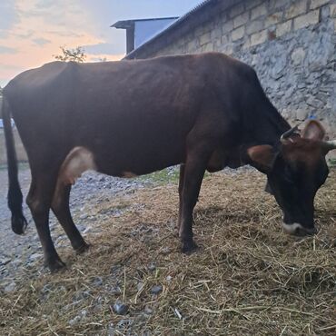 Inəklər, öküzlər: Salam öz inəyimdi yanındada balası bir yerdə satılır alverci deyiləm — 5