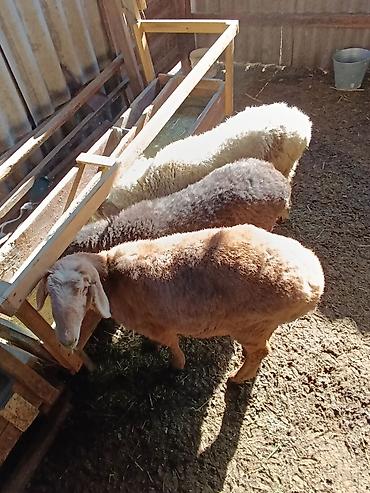 Баран, овца: Продаю | Ягненок | На забой — 7