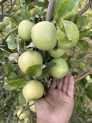 кукуруза для попкорну: Яблоки Превосходное, Оптом — 6