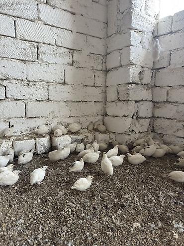 çin bıldırcını: Ağ rəngli bildirçin sürüsü - Növ: yumurtalıq və ətlik istiqamətli ağ — 1