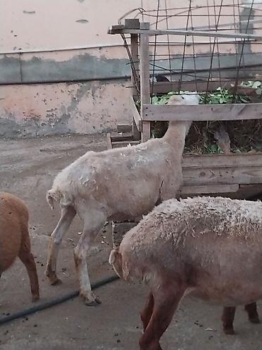 Qoyunlar, qoçlar: Damazlığ ana bala qoyunlar satılır. Balaların biri dişi, ikisi — 8