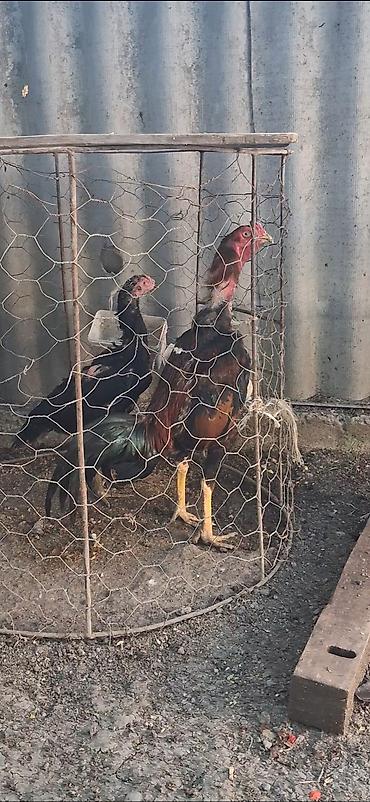 xoruz heyratı: Heyratı beçə satılır bu ay ili tamam eliyir özenə yaxşı heyvan — 1