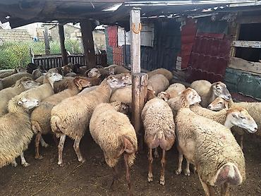 merinos qoyunu: Kök kəsgilkdə var damazlığda var isdiyən seçədə bilər qiymət topa — 2