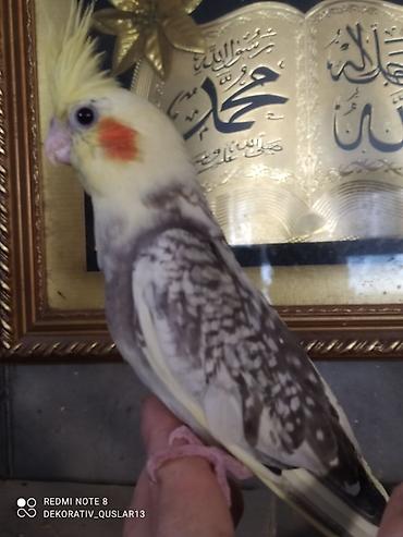 Tutuquşları: Salam. TAM SAĞLAM VİTAMİNLƏR PROFESSİONAL BİT DƏRMANİ VURULUB VƏ — 23