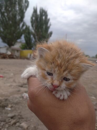 маленький кошка: Кошка даром: Абиссинская, Девочка