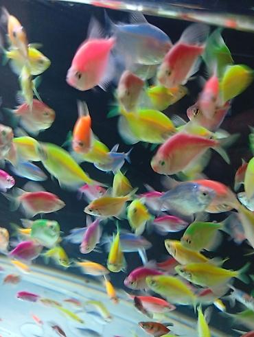 ucuz akvarium baliqlari: Glofish, Sülhsevər — 2