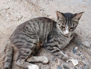 akvarium balıq novləri: Tabbi, Dişi, Yaxşı əllərə — 1