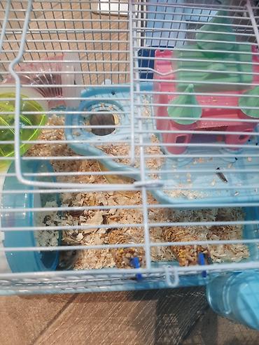 Gəmiricilər: Hamster ailəsi yuva ile birge satilir.umumilikde 5 i kicik olmaqla — 5