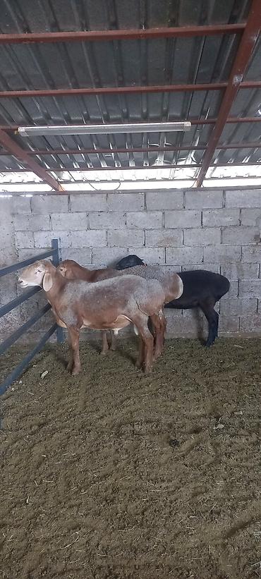 Продаю | Баран (самец) | Для разведения | Племенные at lalafo.kg — 1 Продаю | Баран (самец) | Для разведения | Племенные — 1