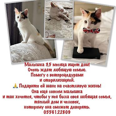 Кошки: Эта маленькая девочка очень ждёт свой дом… 🏡❤️ Ей всего 3,5 месяца — — 1