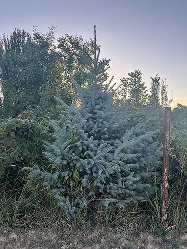 ёлки зелёные: Ель колючая (Picea pungens), голубая форма — саженцы для озеленения — 6