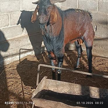 Другие животные: Козлы на продажу: - Красный козёл, 2 года. Крупный, мощный корпус — 2