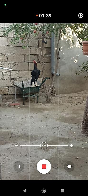 heyrat: Salam May becəsdi heyvana söz yoxdu istəyən gətirib taynı yoxlaya — 7