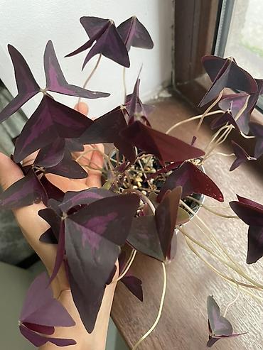 цикламен синий: Оксалис треугольный (Oxalis triangularis), фиолетовый сорт. - — 2