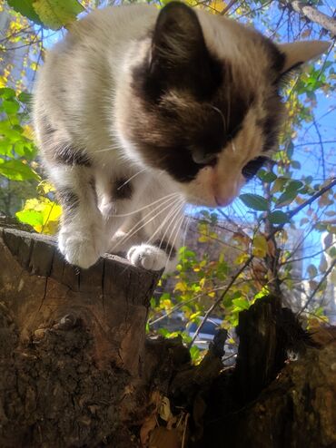 американская енотовая кошка: Ургаачы