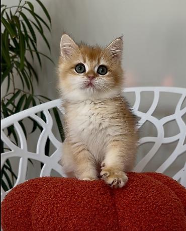 Кошки: Котята породы британская золотая шиншилла есть мальчик и девочки все — 3
