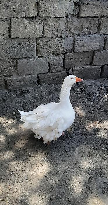 yerli qaz: Dişi, Damazlıq — 2