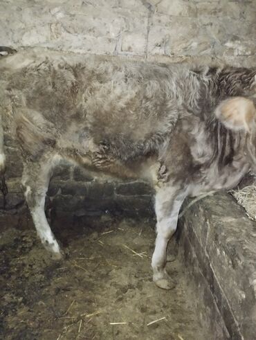 Dana, buzov: Dana, buzov, Erkək, ay: 6, Ətlik — 1