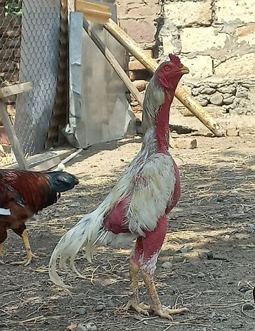 купить кур: Super qan heyvan istiyen buyursun ünvan Gəncə qiymet 150 azn. 055 530 — 1