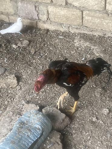 heyratı samo: Xoruz, Heyratı, il: 1, Ünvandan götürmə — 1