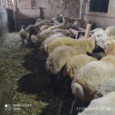 Digər kənd təsərrüfatı heyvanları: Əmlik quzular kiloqramı 10 manat bir az böyük quzular kiloqramı 9 — 5