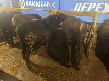 Коровы, быки: Продаю | Бык (самец) | На откорм — 4