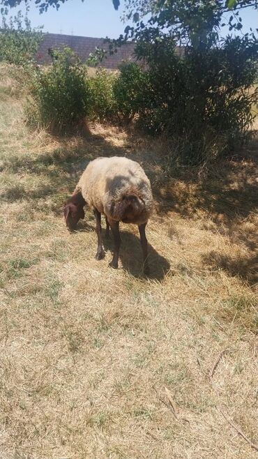 Qoyunlar, qoçlar: Məhsul: Qoyunlar (heyvandarlıq üçün) Təsvir: - Şəkillərdə təsərrüfat — 3