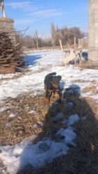 сколько стоит немецкая овчарка в бишкеке: Ягдтерьер, 1 год, Самка, С прививкой