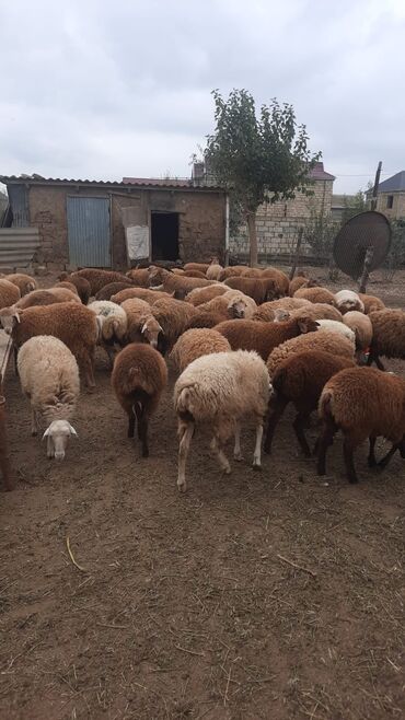 iran coban iti: Quzu, Erkək, ay: 1, Ətlik, Ünvandan götürmə