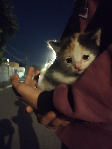 отдам котенка даром: Кошка даром: Беспородная, Девочка, Приучена к лотку — 3