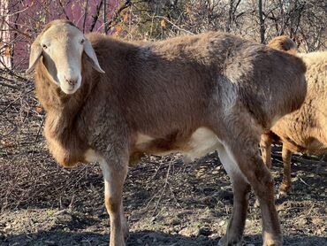 Бараны, овцы: Продаю | Баран (самец) | Для разведения — 7