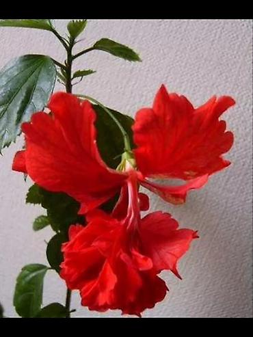 xoruz otu bitkisi: Qırmızı hibiskus (Çin qülü) – dekorativ çiçəkli ev və bağ bitkisi - — 1